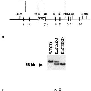 Ku70 gene targeting. (A) Schematic diagrams of the murine Ku70 cDNA ...