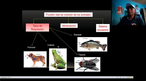 Semana 7 Función De Nutrición De Los Animales Youtube