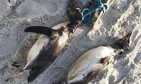 Pinguins são encontrados mortos sinais de tortura em praia de