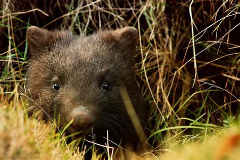 Wombat Facts For Kids | Expert Diggers