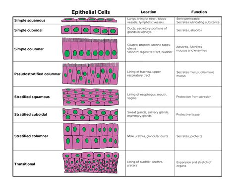 Histology Epithelial Cell Article