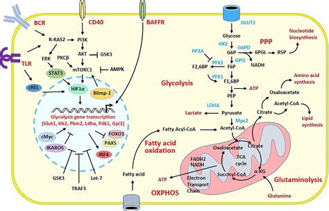 Figure Biosynthetic Nodes Within Mitochondria Metabolic Pathways