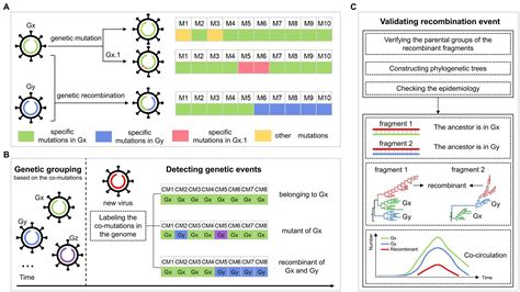 Frontiers Mapping Genetic Events Of SARS CoV 2 Variants