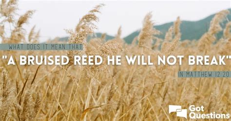 What does it mean that “a bruised reed He will not break” in Matthew 12 ...