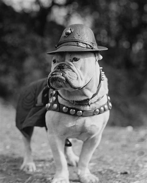 1000+ images about Bulldog History on Pinterest | Postcards, British ...