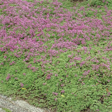 RED CREEPING THYME - Foothills Nurseries