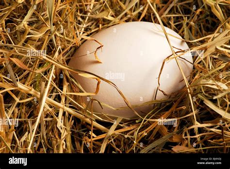 Egg In The Hay Stock Photo Alamy