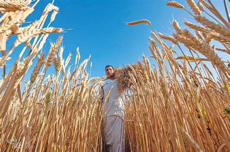 Bumper Wheat Harvest Brings Cheers To Farmers In Oman Times Of Oman