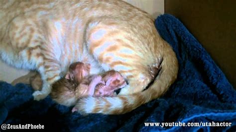 How To Clean Your Cat After Giving Birth at Donna Bolton blog