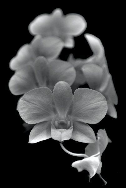 Midnight Orchid Orchids Black And White Photography Art