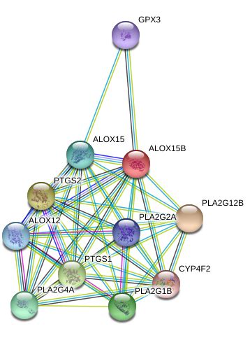 15 Lipoxygenase 2 Protein Overview Sino Biological