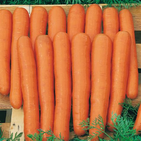 Graines potagères CAROTTE MAESTRO F1 Daucus carota Graineterie A