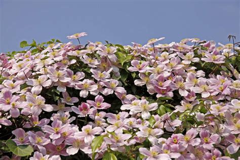 Clematis Montana Tetrarose Bergbosrank Hovenier Nl