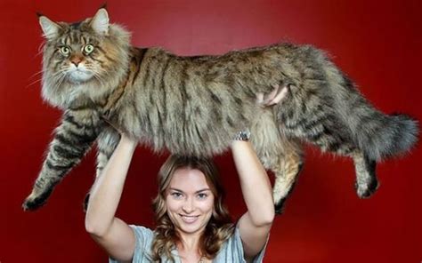 The Remarkable Size of Maine Coon Cats - We Love Cats and Kittens