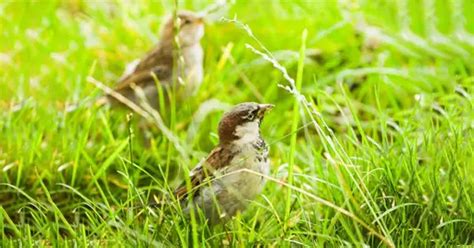 grow  lawn  seed  nz expert advice