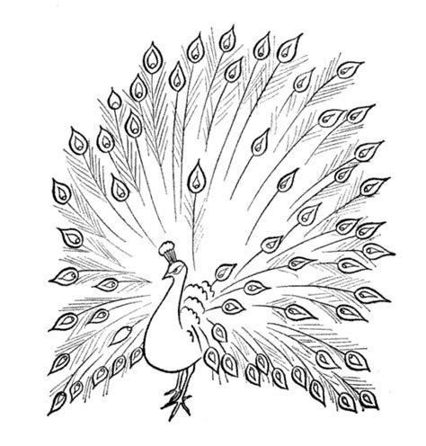 Feather Turning Into Birds Drawing At Getdrawings Free Download