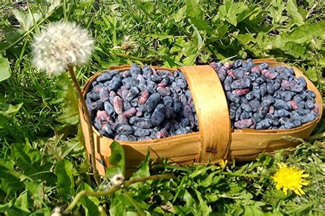 Жимолость (75 фото): виды и уход, выращивание