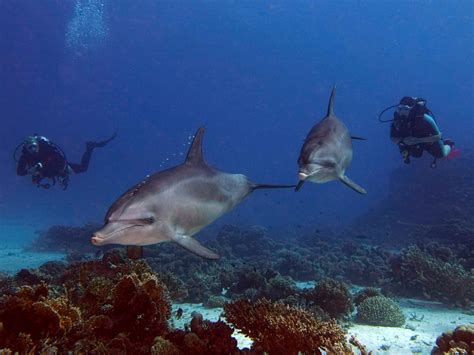 Eine Delfin Familie Ganz Aus Der N He Blue Water Dive Resort