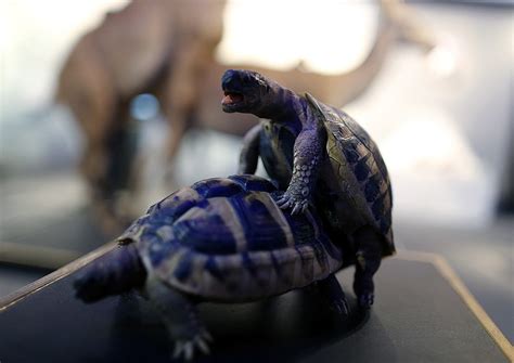 est 一些攝影 some photos Sex and Evolution Exhibition Natural History Museum of the city of