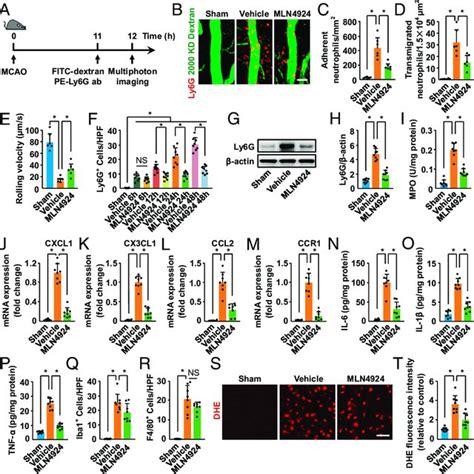 Mln4924 Reduces Neutrophil Infiltration And Proinflammatory Cytokines