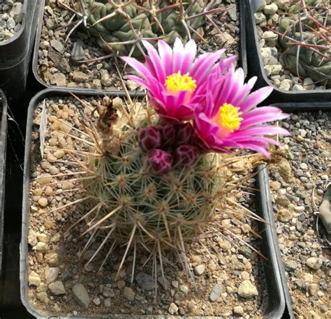 Thelocactus Conothele Il Fiore Tra Le Spine