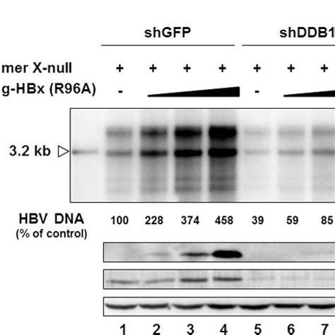 DDB1 Stimulates HBV Replication At The Transcription Level A