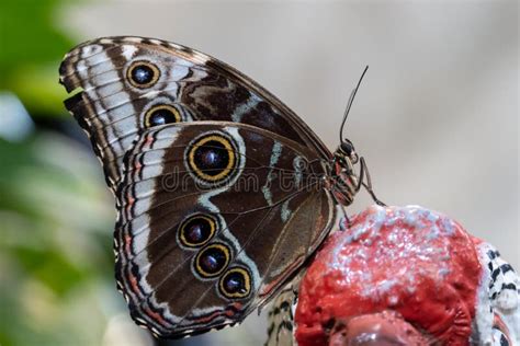 Borboleta Azul Morpho Peleides Ppeleides Azul Morpho Comum Morpho Ou O