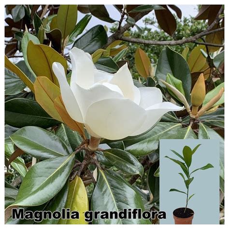 Magnolia Grandiflora