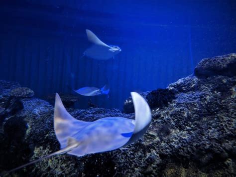 What to Expect at Shark Reef Aquarium in Las Vegas - Tips For Family Trips