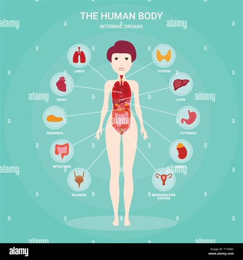 órganos Del Cuerpo Femenino Imágenes Vectoriales De Stock Alamy