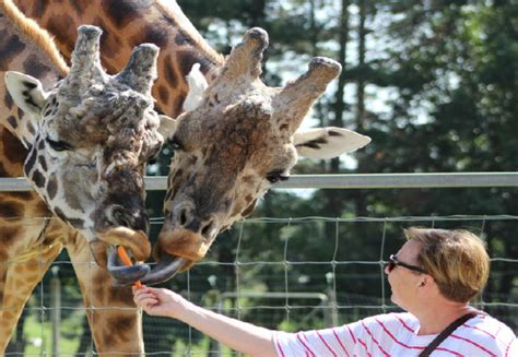 Hamilton Zoo • Grabone Nz