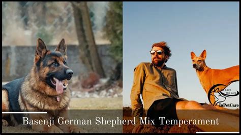 Basenji German Shepherd Mix: A Complete Guide (With Pictures)