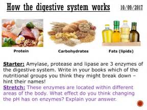 How The Digestive System Works Complete Lesson Gcse 1 9 Teaching Resources