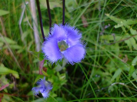 Gentianopsis crinita (Fringed Gentian)