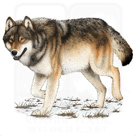 Timber or Eastern Wolf - Signed Fine Art Print