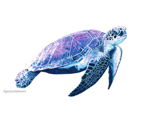 Sea Turtle Drawing Color At Getdrawings Free Download