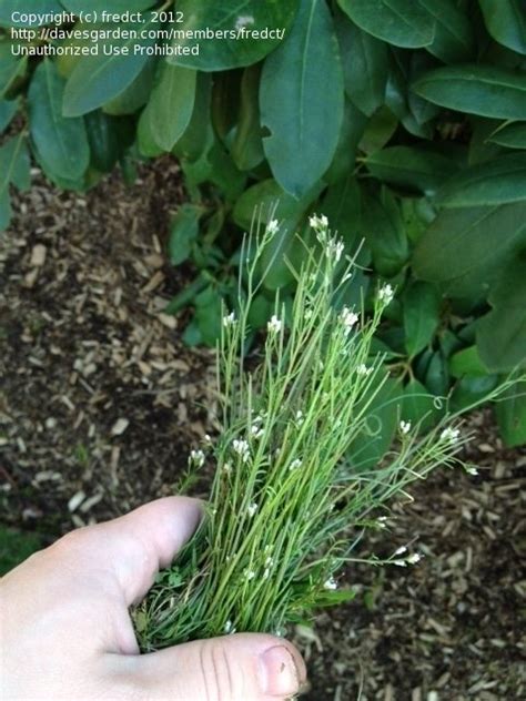 Plant Identification Closed Help Identifying Weed With Small White Flowers 2 By Fredct