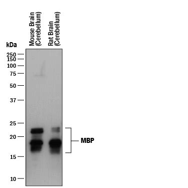 Human Mouse Rat MBP Antibody MAB42282 Bio Techne