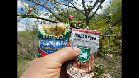 Садовый вар или живая кора? Лечим яблони, груши в саду. Мой сад, моя ...