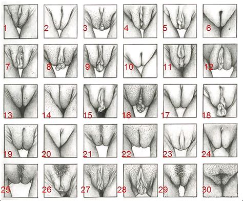 Types Of Pussy Porn Pictures Xxx Photos Sex Images 411902 Pictoa