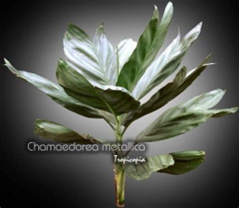 Tropicopia Online House Plants Picture And Photo Gallery From Cereus