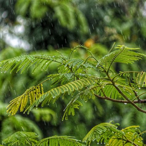 calming rains meditationwater soundscapesrain soundsdeep horizon