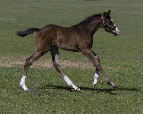 The Big Beast Ocala Stud Thoroughbred Stallion Farm