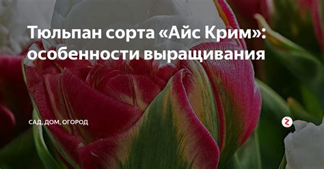 Тюльпан сорта «Айс Крим»: особенности выращивания | Сад, дом, огород | Дзен