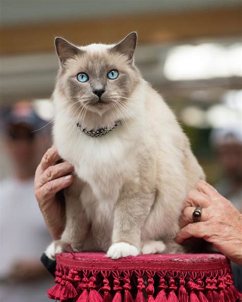 A Beautiful Light Grey Cat With Blue Eyes Photograph By Stefan Rotter Fine Art America