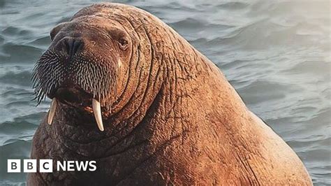 Wally The Walrus Disturbing Wild Animal A Criminal Offence Bbc News