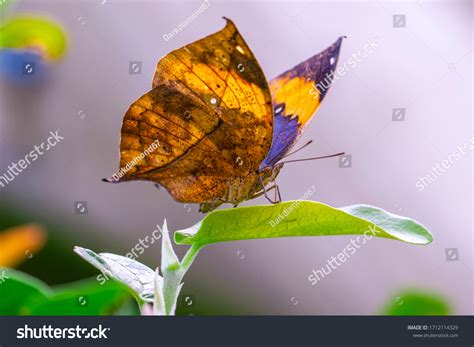 2,401 Dead Leaf Butterfly Images, Stock Photos & Vectors | Shutterstock