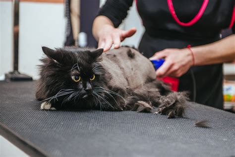 Машинка для стрижки кошек - как выбрать и уход
