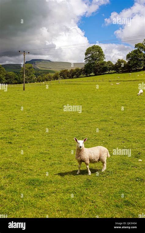 Swaledale Sheep In The Yorkshire Dales North Yorkshire England Stock