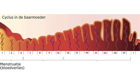 De Hormonale Cyclus Van De Vrouw Hormoonfactor